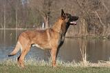 MALINOIS 1045